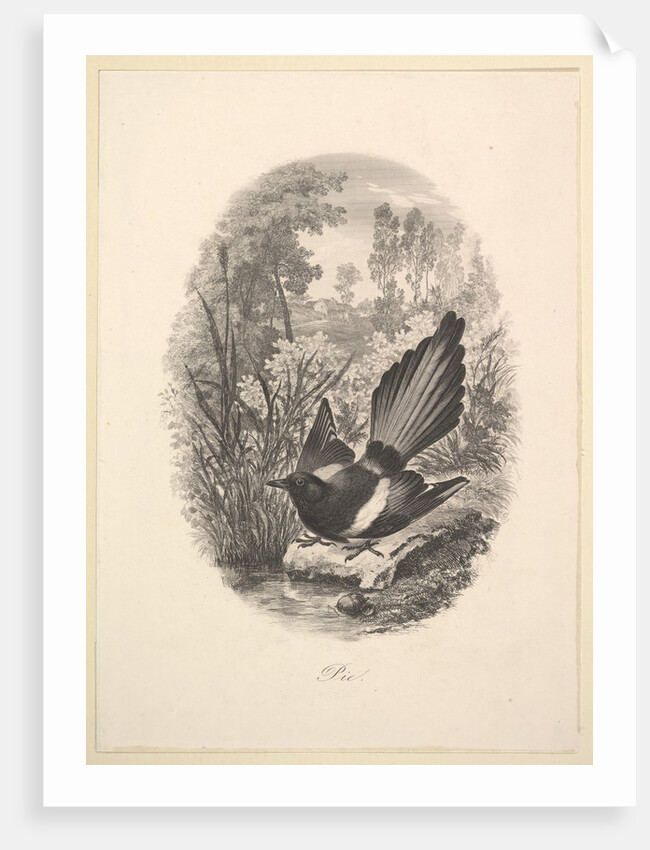 Magpie, 1843 by Charles Francois Daubigny