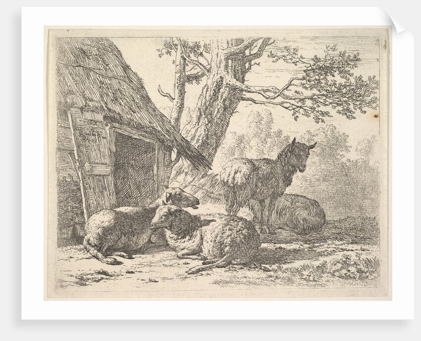 Four sheep, one sheep stands among three others lying on the ground next to a shed with th…, 1658 by Karel Du Jardin