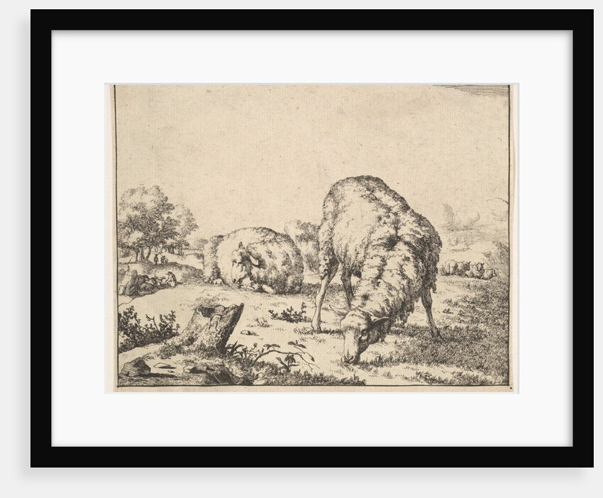 Sheep, from a set of 16 plates, 1664 by Marcus de Bye
