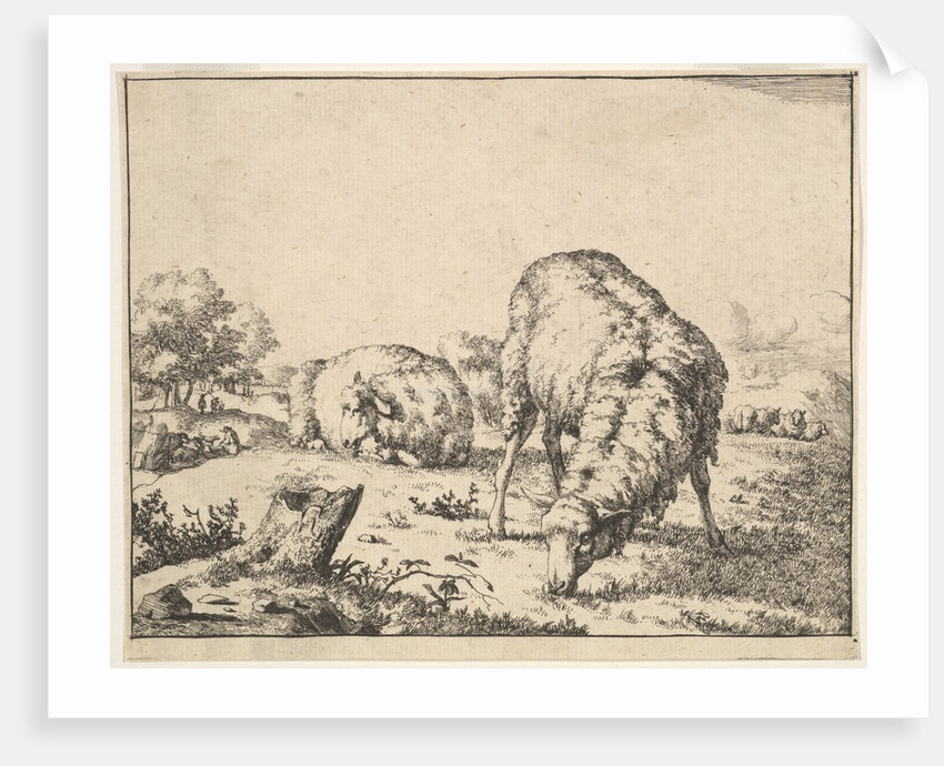 Sheep, from a set of 16 plates, 1664 by Marcus de Bye