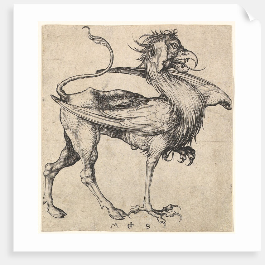 Griffin, ca. 1435-1491 by Martin Schongauer