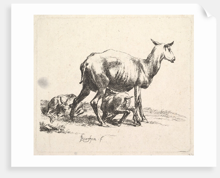 Sheep with Lamb Nursing by Nicolaes Berchem