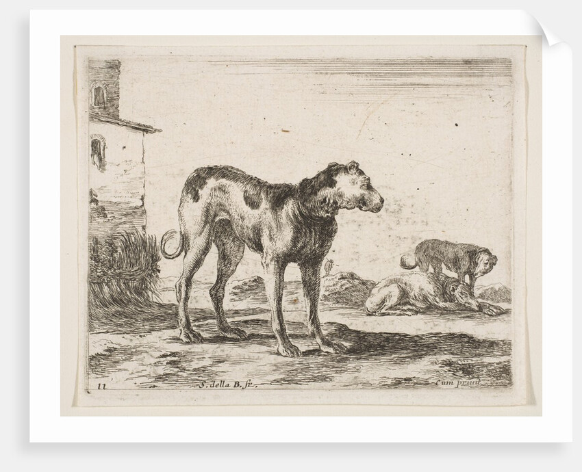 Plate 11: dogs, from 'Various animals', ca. 1641 by Stefano della Bella