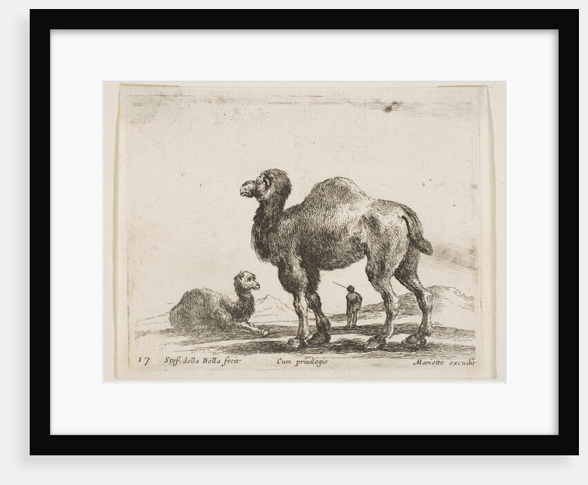 Plate 17: camels, from 'Various animals', ca. 1641 by Stefano della Bella