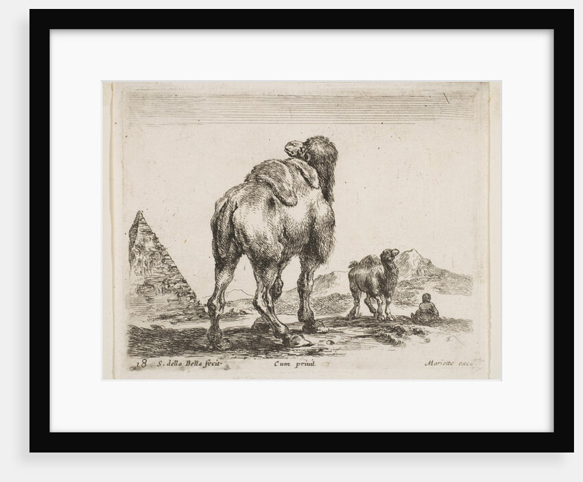 Plate 18: camel viewed from behind with pyramid at left, from 'Various animals by Stefano della Bella