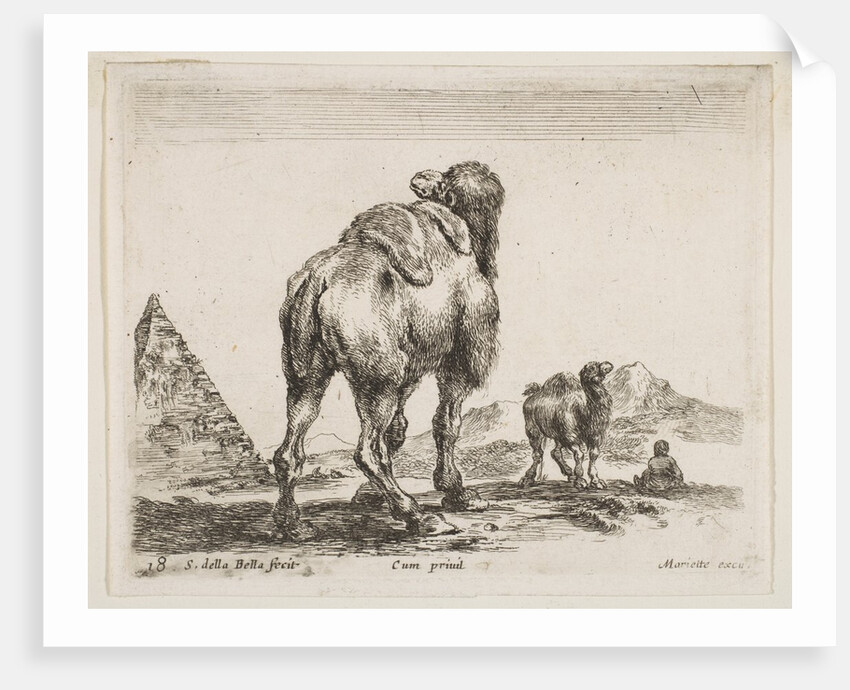Plate 18: camel viewed from behind with pyramid at left, from 'Various animals by Stefano della Bella