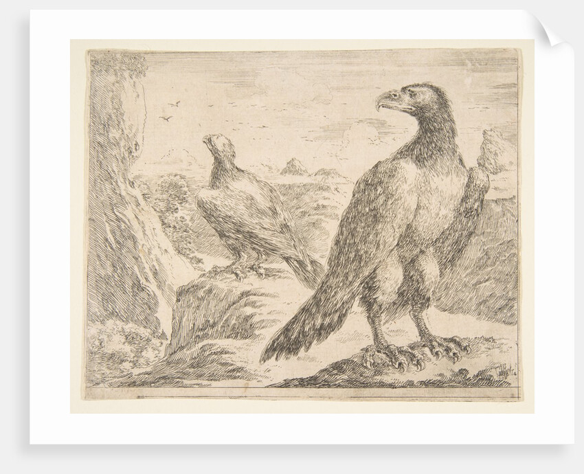 Two eagles, from 'Eagles', ca. 1651 by Stefano della Bella