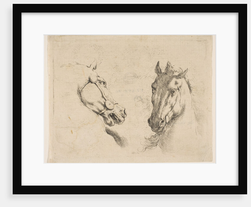 Two Horse Heads, ca. 1649 by Stefano della Bella