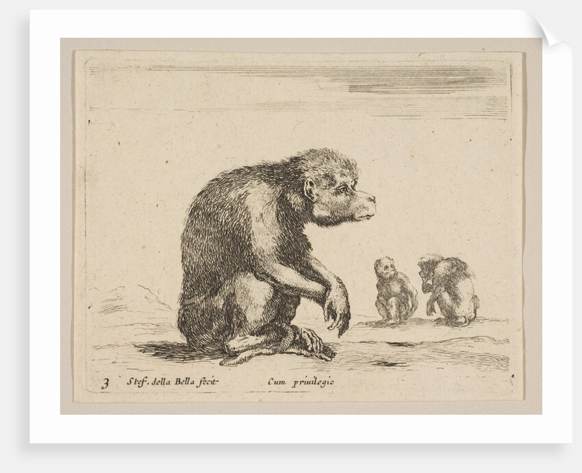 Plate 3: seated monkey, from 'Various animals', ca. 1641 by Stefano della Bella