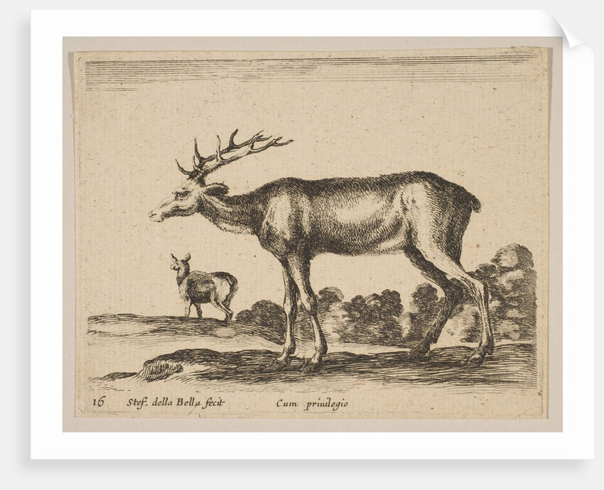 Plate 16: stag, from 'Various animals', ca. 1641 by Stefano della Bella