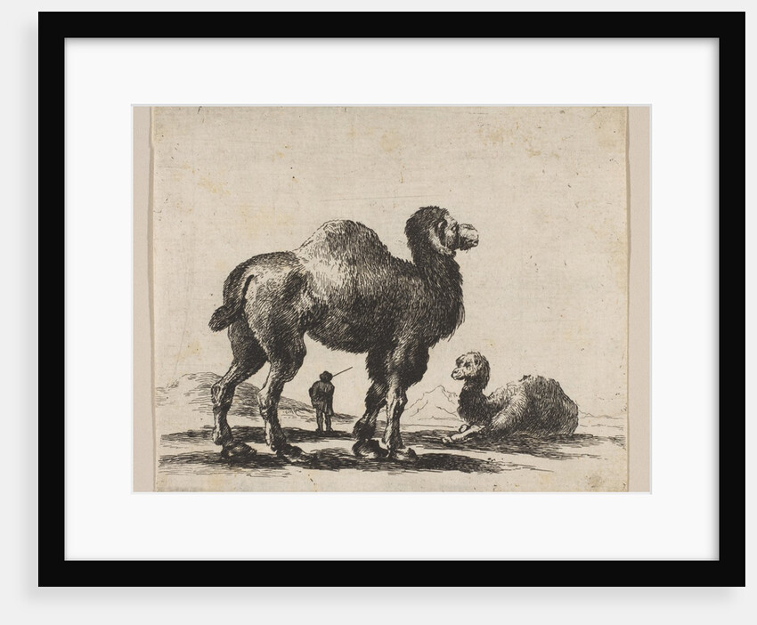 Plate 17: camels, from 'Various animals', after 1641 by Unknown