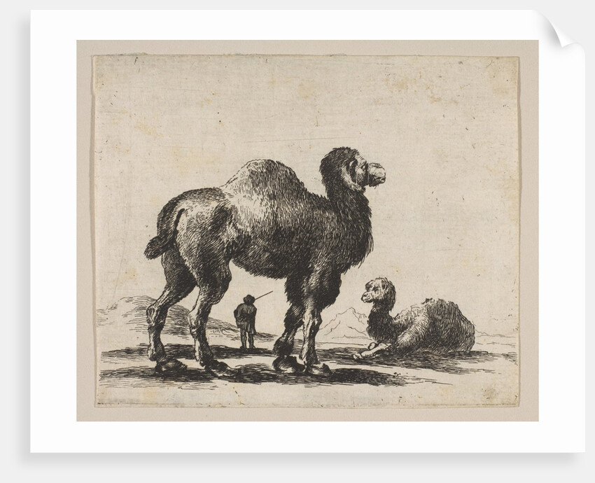 Plate 17: camels, from 'Various animals', after 1641 by Unknown