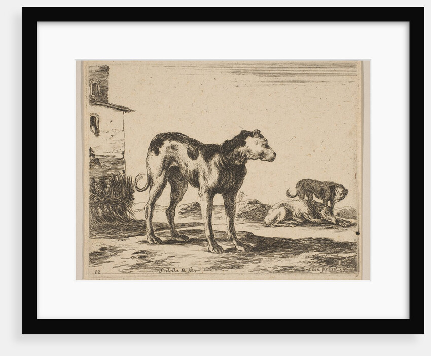 Plate 11: dogs, from 'Various animals', ca. 1641 by Stefano della Bella