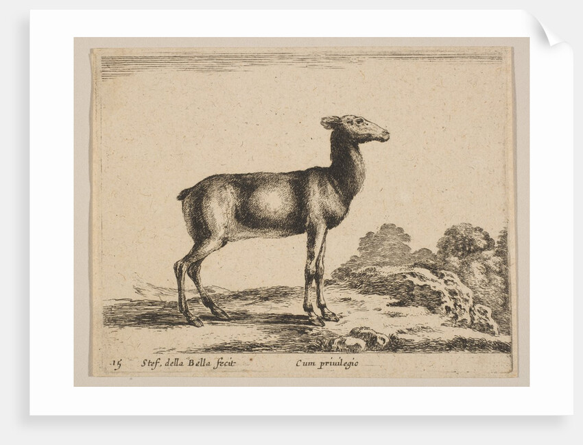 Plate 15: doe, from 'Various animals', ca. 1641 by Stefano della Bella