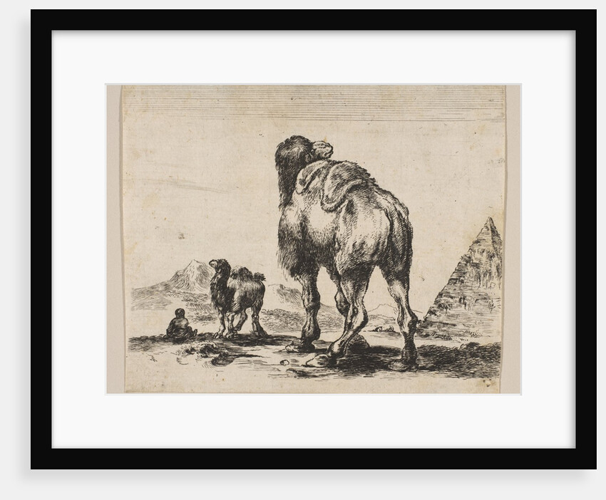 Plate 18: camel viewed from behind with pyramid at right, from 'Various animals', after 1641 by Unknown