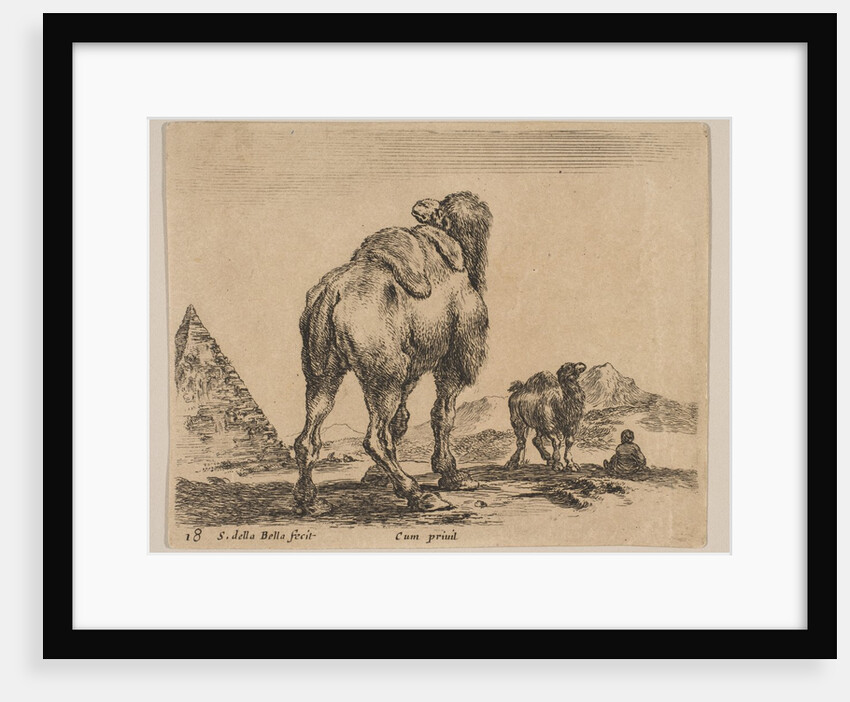 Plate 18: camel viewed from behind with pyramid at left, from 'Various animals by Stefano della Bella