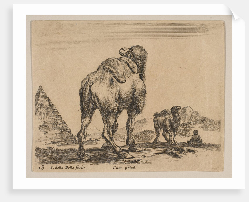 Plate 18: camel viewed from behind with pyramid at left, from 'Various animals by Stefano della Bella