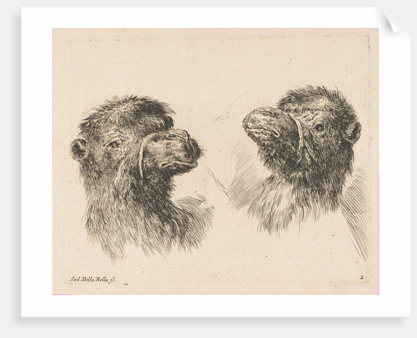 Two Camel Heads, ca. 1641 by Stefano della Bella
