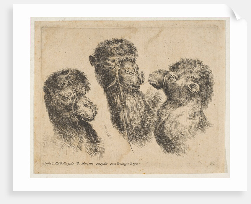 Three Camel Heads, ca. 1641 by Stefano della Bella