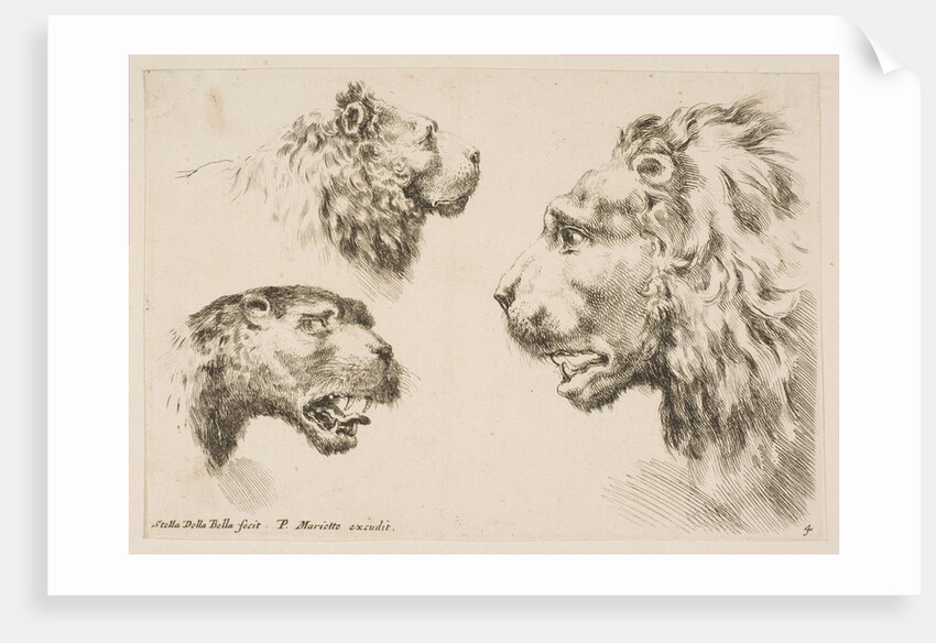Heads of Three Lions, ca. 1641 by Stefano della Bella