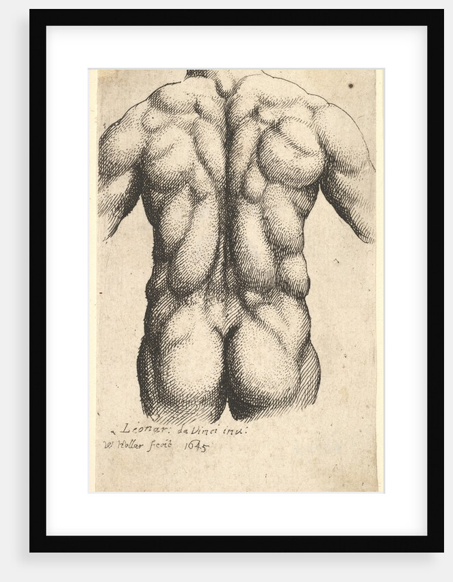 Naked male torso seen from behind, 1645 by Wenceslaus Hollar
