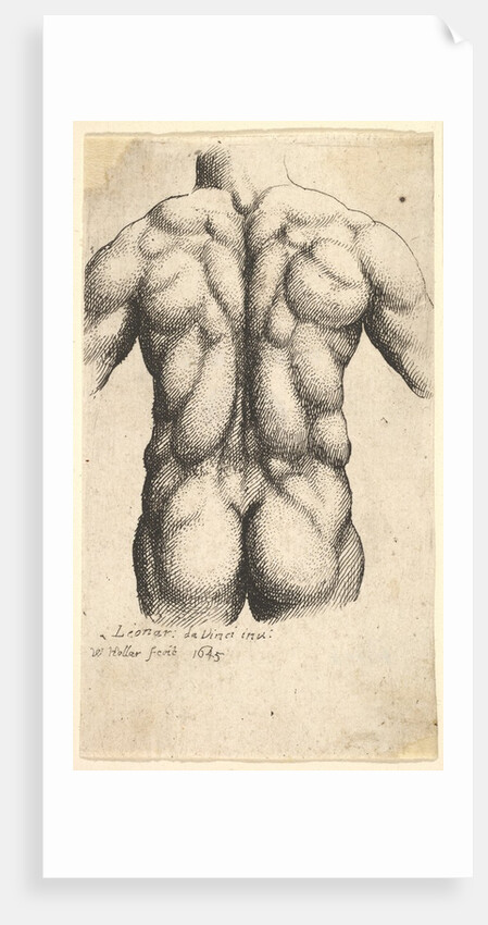 Naked male torso seen from behind, 1645 by Wenceslaus Hollar