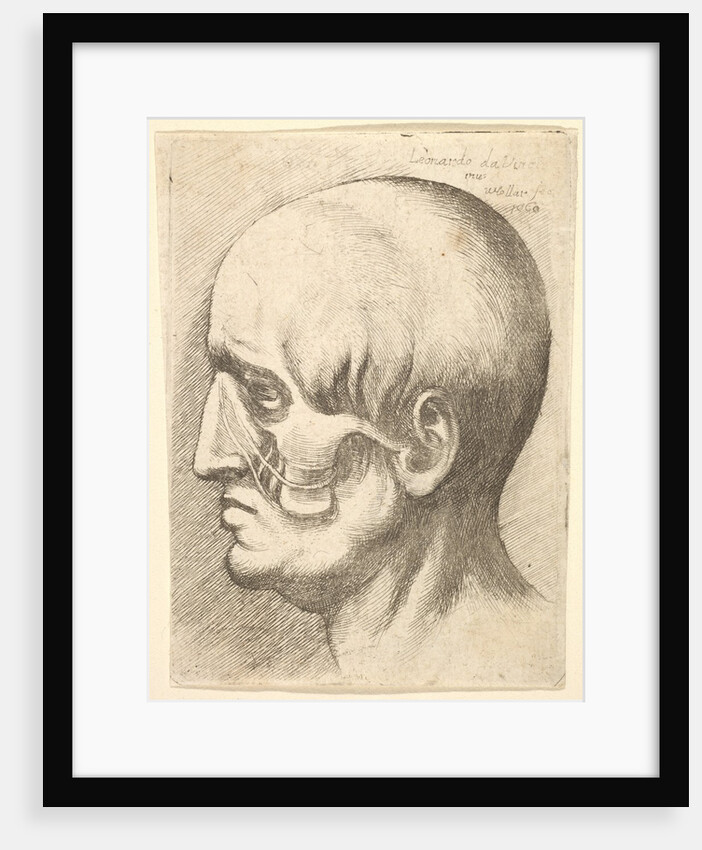 Male head in profile to left with muscles exposed, 1660 by Wenceslaus Hollar
