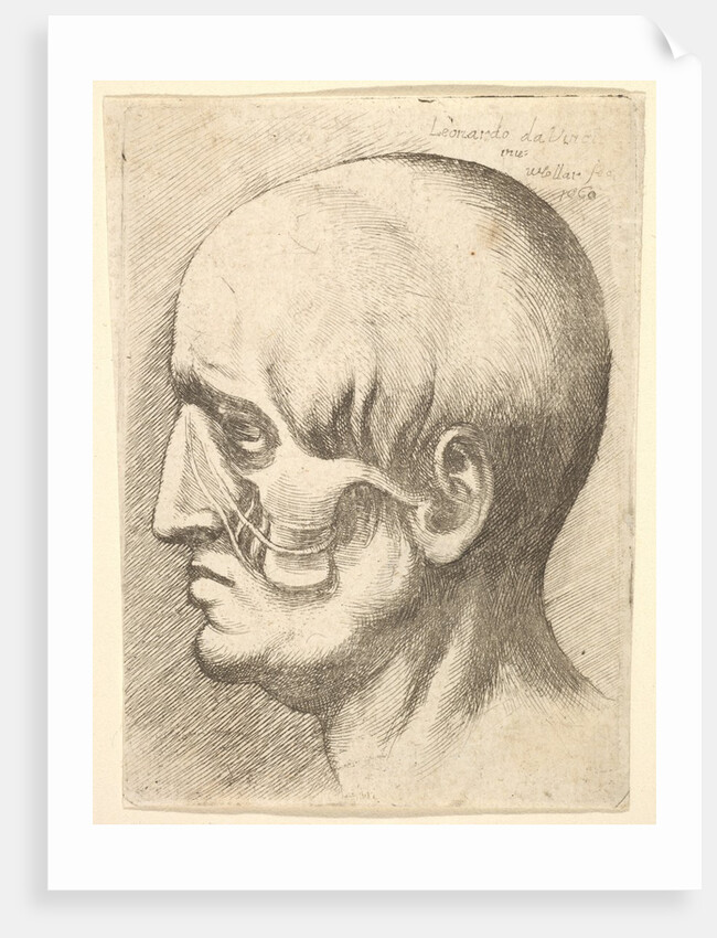 Male head in profile to left with muscles exposed, 1660 by Wenceslaus Hollar