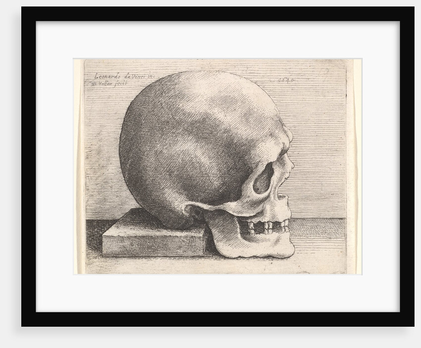 Skull in profile to right, 1645 by Wenceslaus Hollar