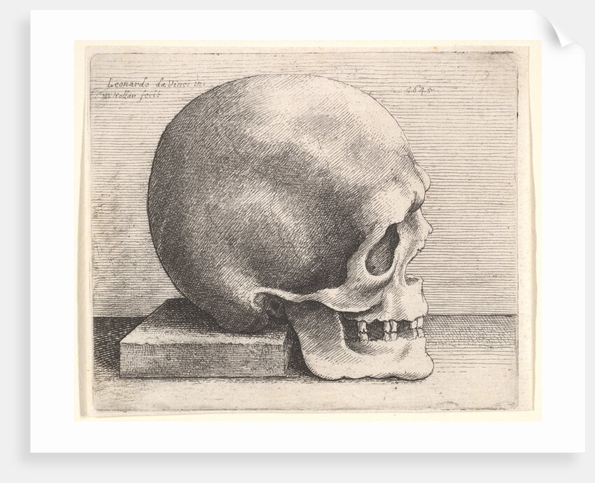 Skull in profile to right, 1645 by Wenceslaus Hollar