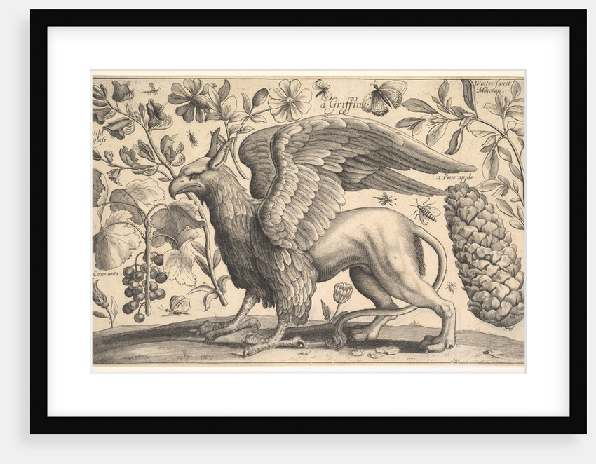 A Griffin, 1625-77 by Wenceslaus Hollar
