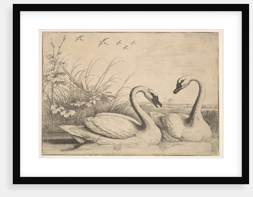 Two Swans, 1654-58 by Wenceslaus Hollar