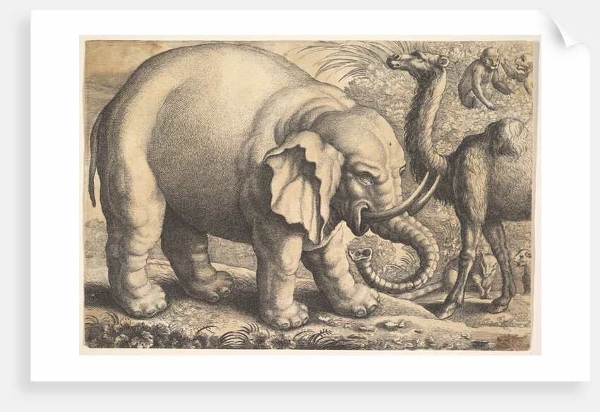Elephant and Camel, 17th century by Wenceslaus Hollar