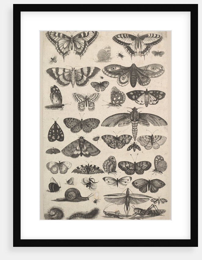 Forty-one Insects, including moths and butterflies, 1625-77 by Wenceslaus Hollar
