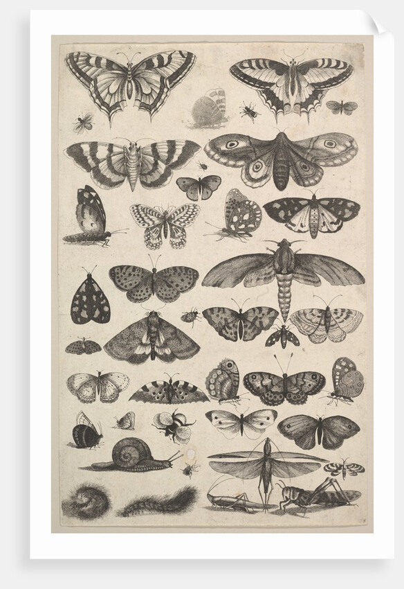 Forty-one Insects, including moths and butterflies, 1625-77 by Wenceslaus Hollar