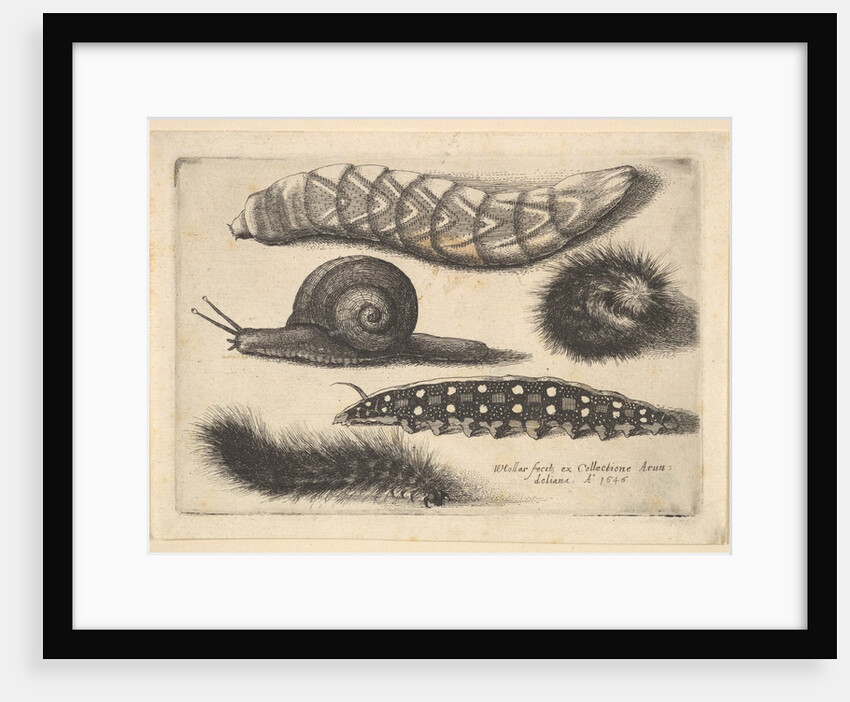 Four Caterpillars and a Snail, 1646 by Wenceslaus Hollar