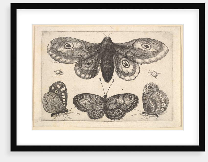 A moth, three butterflies and two beetles, 1646 by Wenceslaus Hollar