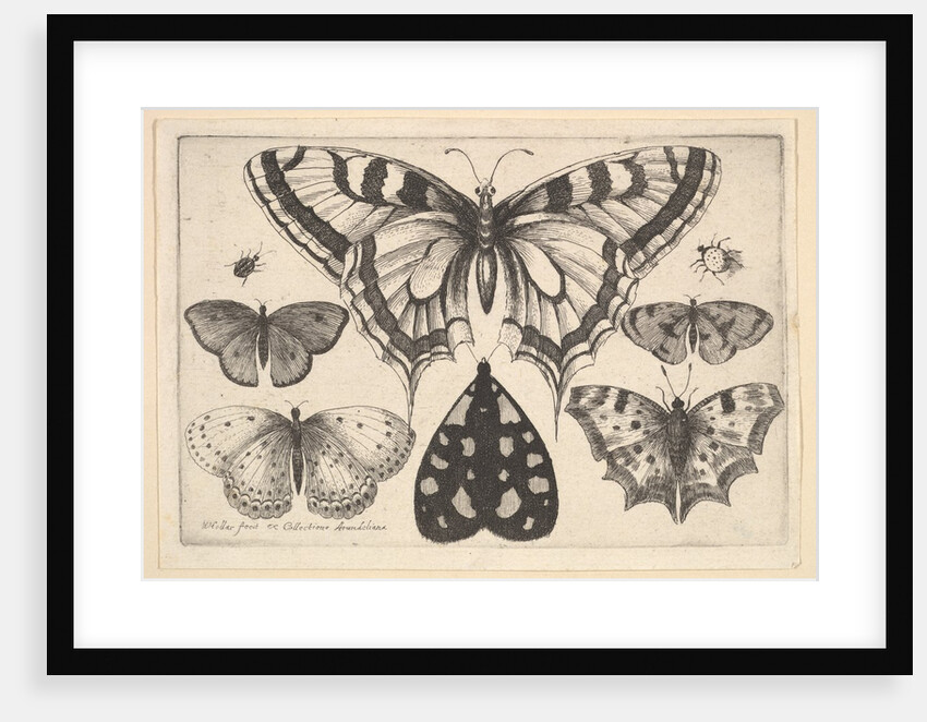 Five Butterflies, a Moth and Two Beetles, 1646 by Wenceslaus Hollar