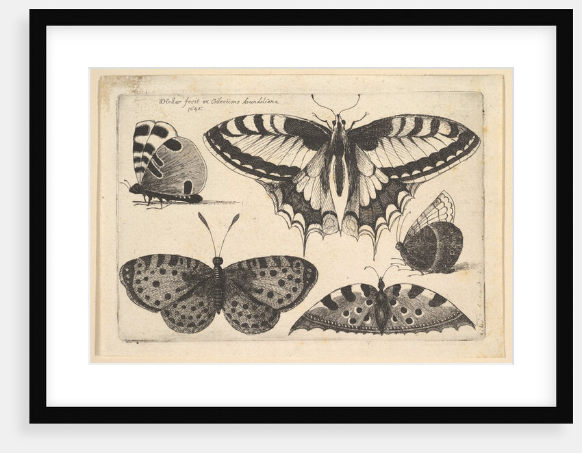 Five Butterflies, 1646 by Wenceslaus Hollar