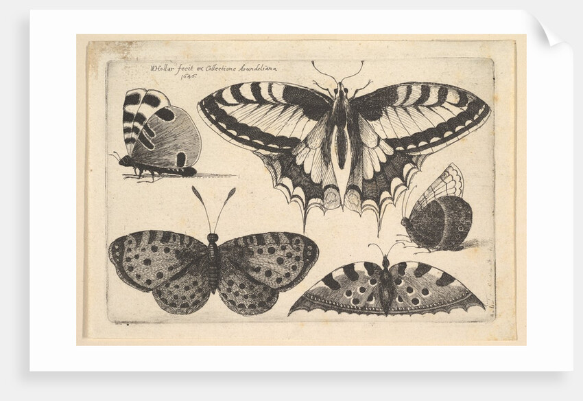 Five Butterflies, 1646 by Wenceslaus Hollar