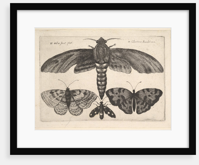 Moth and three butterflies, 1646 by Wenceslaus Hollar