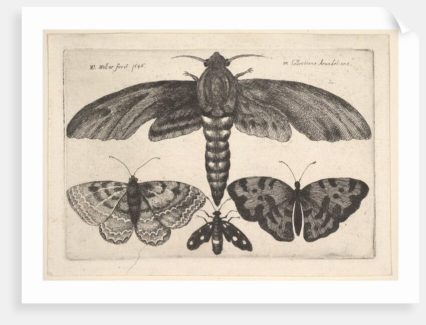 Moth and three butterflies, 1646 by Wenceslaus Hollar