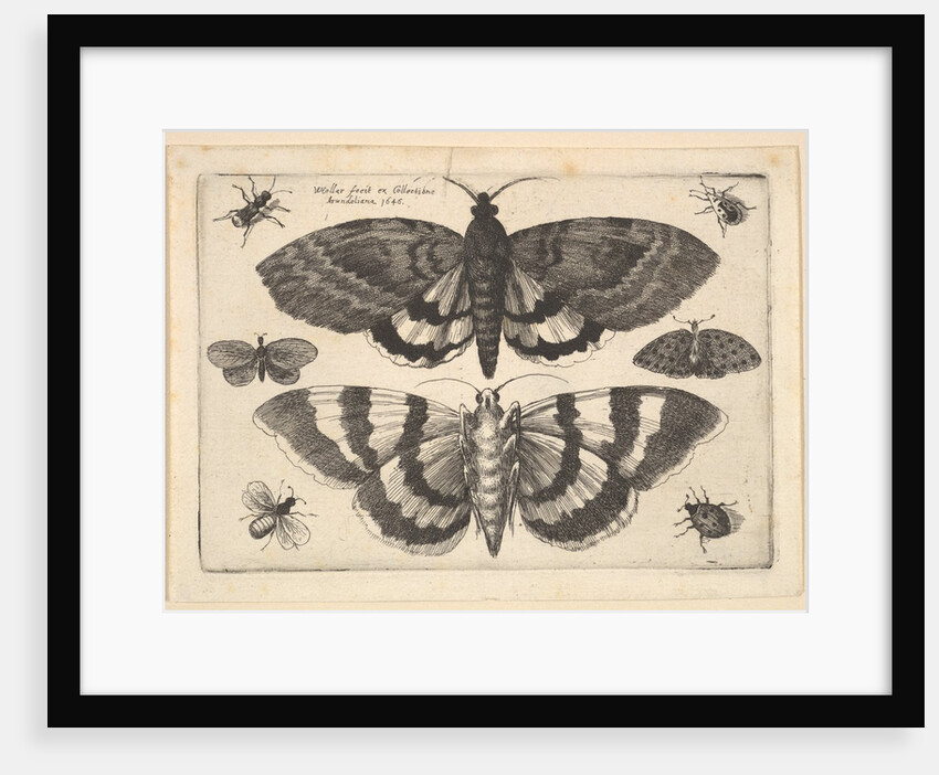 Two moths and six Insects, 1645 by Wenceslaus Hollar