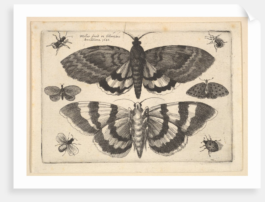 Two moths and six Insects, 1645 by Wenceslaus Hollar