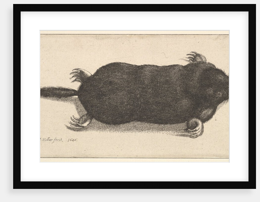 Dead Mole, 1646 by Wenceslaus Hollar