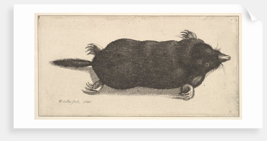 Dead Mole, 1646 by Wenceslaus Hollar
