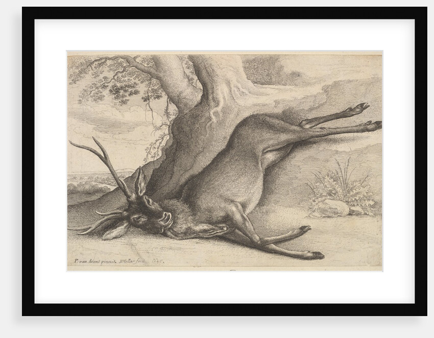 Dead stag, 1646 by Wenceslaus Hollar