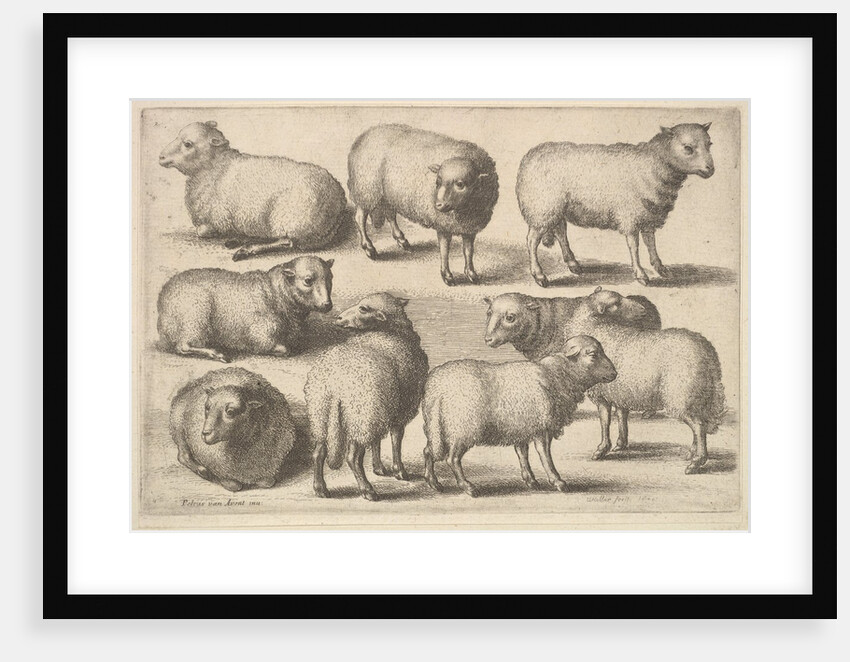 Nine sheep, 1646 by Wenceslaus Hollar