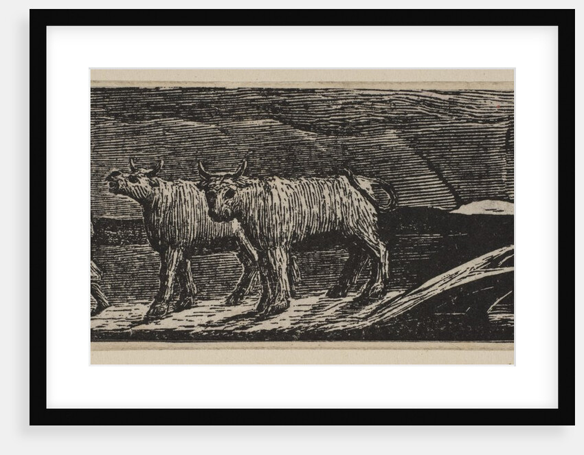 Unyok'd Heifers, Loitering Homeward, from Thornton's Pastorals of Virgil, 1821 by William Blake