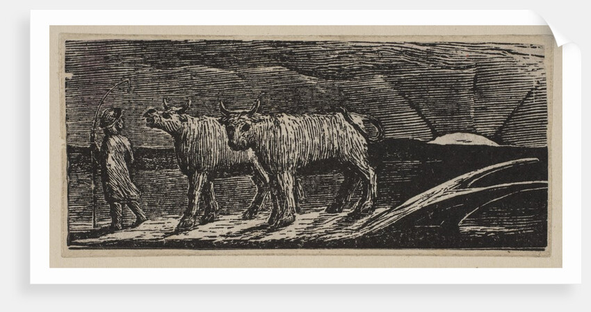 Unyok'd Heifers, Loitering Homeward, from Thornton's Pastorals of Virgil, 1821 by William Blake